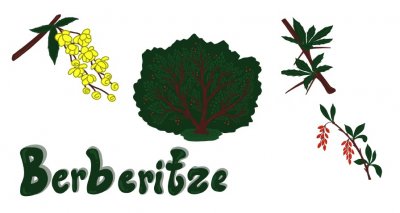 Berberitze