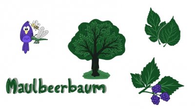 Maulbeerbaum